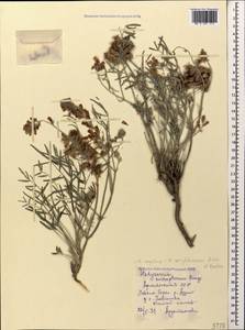 Hedysarum wrightianum Aitch. & Baker, Caucasus, Armenia (K5) (Armenia)