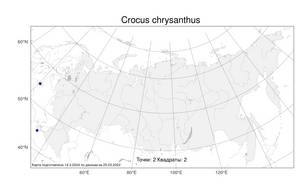 Crocus chrysanthus (Herb.) Herb., Atlas of the Russian Flora (FLORUS) (Russia)