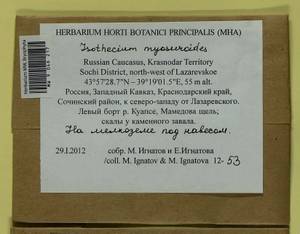 Pseudisothecium myosuroides (Brid.) Grout, Bryophytes, Bryophytes - North Caucasus & Ciscaucasia (B12) (Russia)