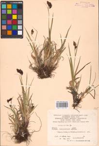 Carex atrata L., Eastern Europe, West Ukrainian region (E13) (Ukraine)