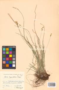 Carex umbrosa subsp. pseudosabynensis T.V.Egorova, Siberia, Russian Far East (S6) (Russia)