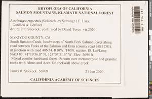 Lewinskya rupestris (Schleich. ex Schwägr.) F. Lara, Garilleti & Goffinet, Bryophytes, Bryophytes - America (BAm) (United States)