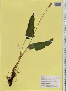 Bistorta officinalis subsp. officinalis, Siberia, Baikal & Transbaikal region (S4) (Russia)