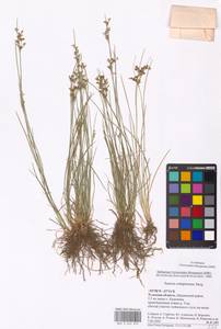 Juncus compressus Jacq., Eastern Europe, Central region (E4) (Russia)