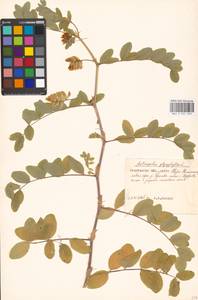 Astragalus glycyphyllos L., Eastern Europe, Moscow region (E4a) (Russia)
