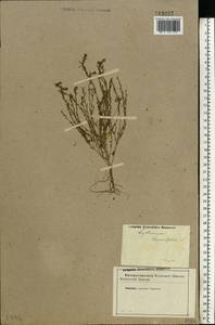 Lythrum thymifolia L., Eastern Europe, Lower Volga region (E9) (Russia)