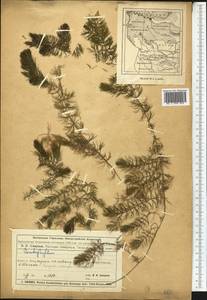 Ceratophyllum, Middle Asia, Muyunkumy, Balkhash & Betpak-Dala (M9) (Kazakhstan)