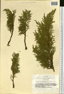 Juniperus pseudosabina Fisch. & C.A.Mey., Siberia, Altai & Sayany Mountains (S2) (Russia)