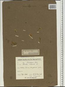 Draba sibirica (Pall.) Thell., Eastern Europe, Northern region (E1) (Russia)