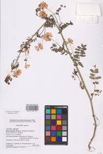 Coronilla varia L., Eastern Europe, Central forest-and-steppe region (E6) (Russia)