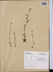 Myosotis discolor Pers., Western Europe (EUR) (Germany)