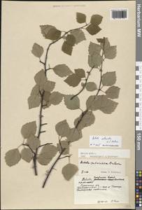 Betula pubescens Ehrh., Eastern Europe, Northern region (E1) (Russia)