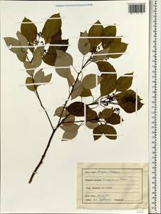 Cinnamomum camphora (L.) J. Presl, South Asia, South Asia (Asia outside ex-Soviet states and Mongolia) (ASIA) (India)