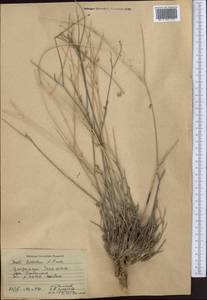 Seseli luteolum Pimenov, Middle Asia, Northern & Central Tian Shan (M4) (Kyrgyzstan)