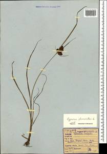 Cyperus glomeratus L., Caucasus, Black Sea Shore (from Novorossiysk to Adler) (K3) (Russia)