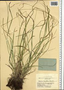 Carex arnellii Christ ex Scheutz, Siberia, Altai & Sayany Mountains (S2) (Russia)