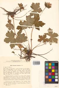Geranium platyanthum Duthie, Siberia, Russian Far East (S6) (Russia)