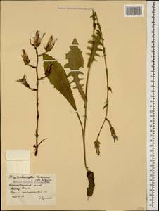 Lactuca tuberosa Jacq., Caucasus, Black Sea Shore (from Novorossiysk to Adler) (K3) (Russia)