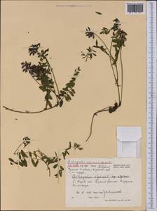 Astragalus alpinus L., Western Europe (EUR) (Norway)
