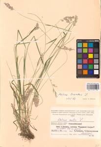 Holcus lanatus L., Eastern Europe, Western region (E3) (Russia)