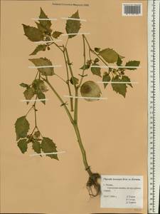 Physalis philadelphica Lam., Eastern Europe, Central region (E4) (Russia)