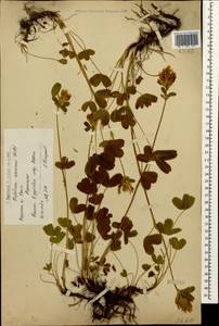 Trifolium canescens Willd., Caucasus, Armenia (K5) (Armenia)