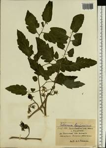 Solanum lycopersicum L., Siberia, Western Siberia (S1) (Russia)