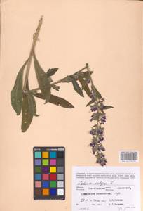 MHA 0 153 929, Echium vulgare L., Eastern Europe, Lower Volga region (E9) (Russia)