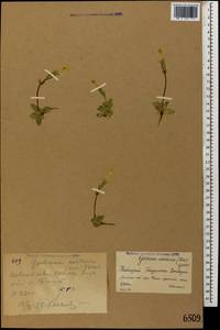Gentiana verna subsp. oschtenica (Kuzn.) J. J. Halda, Caucasus, Krasnodar Krai & Adygea (K1a) (Russia)