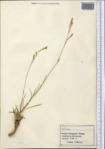 Silene, Middle Asia, Pamir & Pamiro-Alai (M2) (Tajikistan)