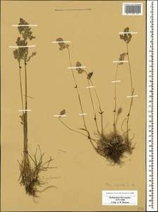 Poa alpina L., Caucasus, Stavropol Krai, Karachay-Cherkessia & Kabardino-Balkaria (K1b) (Russia)