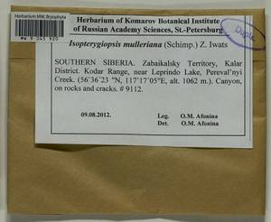 Isopterygiopsis catagonioides (Broth.) Ignatov & Ignatova, Bryophytes, Bryophytes - Baikal & Transbaikal regions (B18) (Russia)