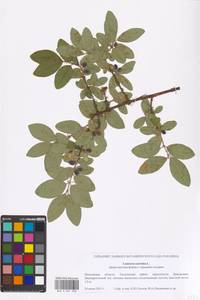 Lonicera caerulea L., Eastern Europe, Moscow region (E4a) (Russia)
