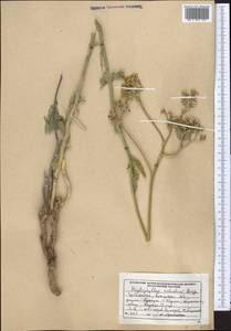 Haplophyllum robustum Bunge, Middle Asia, Syr-Darian deserts & Kyzylkum (M7) (Uzbekistan)