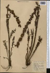 Pedicularis dolichorhiza Schrenk, Middle Asia, Western Tian Shan & Karatau (M3) (Kyrgyzstan)