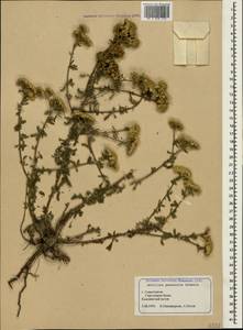 Achillea pannonica Scheele, Crimea (KRYM) (Russia)