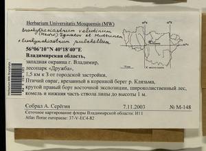 Brachytheciastrum velutinum (Hedw.) Ignatov & Huttunen, Bryophytes, Bryophytes - Middle Russia (B6) (Russia)