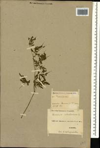 Geranium robertianum L., Caucasus, Georgia (K4) (Georgia)