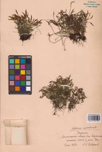 Asplenium septentrionale (L.) Hoffm., Eastern Europe, North Ukrainian region (E11) (Ukraine)