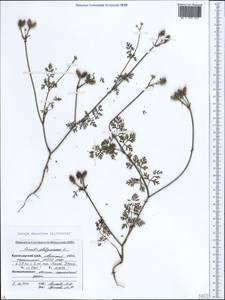 Orlaya daucoides (L.) Greuter, Caucasus, Krasnodar Krai & Adygea (K1a) (Russia)