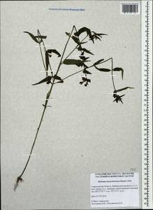 Melampyrum nemorosum var. polonicum Beauverd, Eastern Europe, Eastern region (E10) (Russia)