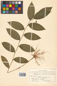 Disporum viridescens (Maxim.) Nakai, Siberia, Russian Far East (S6) (Russia)