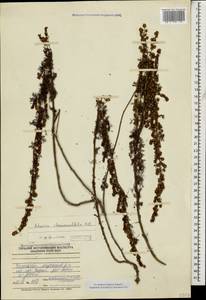 Artemisia chamaemelifolia Vill., Caucasus, Dagestan (K2) (Russia)