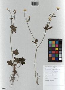 Ranunculus grandifolius C. A. Mey., Siberia, Altai & Sayany Mountains (S2) (Russia)