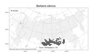 Berberis sibirica Pall., Atlas of the Russian Flora (FLORUS) (Russia)