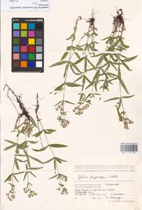 Galium rubioides L., Eastern Europe, Lower Volga region (E9) (Russia)