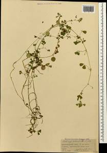 Medicago orbicularis (L.)Bartal., Caucasus, Krasnodar Krai & Adygea (K1a) (Russia)