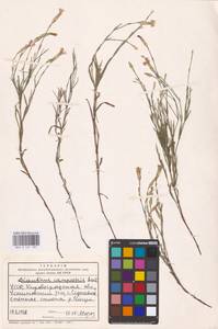 Dianthus campestris M.Bieb., Eastern Europe, South Ukrainian region (E12) (Ukraine)