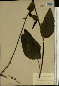 Verbascum nigrum L., Eastern Europe, Central forest region (E5) (Russia)