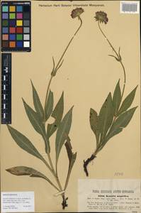 Knautia baldensis A. Kern. ex Borbás, Western Europe (EUR) (Italy)